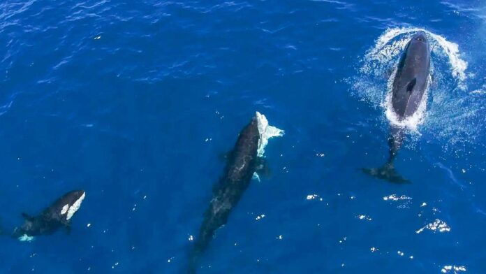orcas