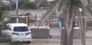 Identifican al transeúnte que DESARMÓ a uno de los atacantes del tiroteo en Australia