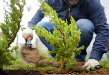 Continúa vigente la bonificación en el impuesto por plantar árboles en las veredas