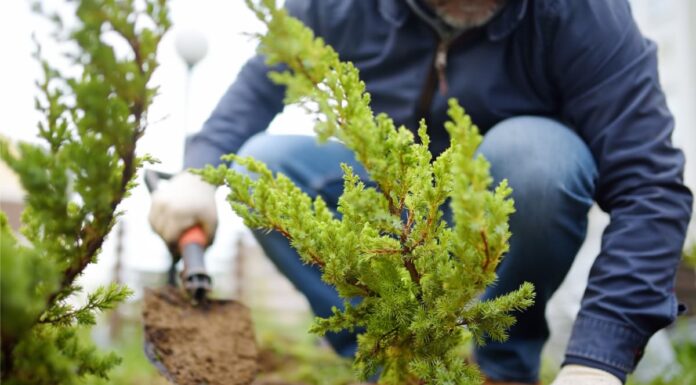 Continúa vigente la bonificación en el impuesto por plantar árboles en las veredas