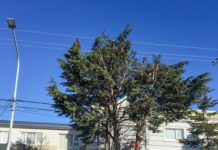 El vivero municipal brinda el servicio de poda de árboles a los vecinos de la ciudad