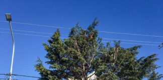 El vivero municipal brinda el servicio de poda de árboles a los vecinos de la ciudad