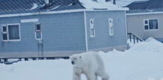Oso polar se acostumbra a ROBAR carne en un pueblo de Siberia