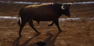 La tauromaquia aún es un negocio millonario en México pese a prohibición en la capital