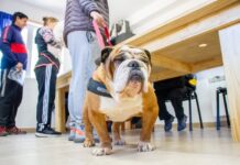 El Municipio llevará adelante una nueva jornada de vacunación antirrábica