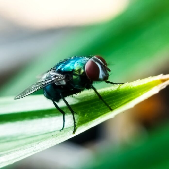 mosca