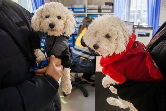 perros