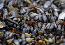 Capacitarán en cultivo de mejillón con método Bouchot