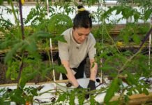 Río Grande apuesta a la producción de frutillas