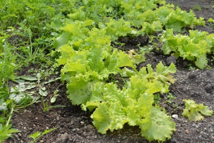 lechuga