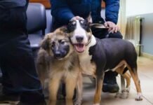 Nueva jornada de vacunación y adopción de mascotas