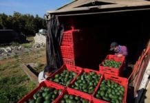 México retoma exportaciones de paltas a EE.UU.