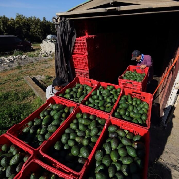 palta