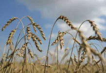 El trigo alcanza su mayor precio en más de dos años