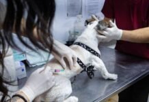 Nueva jornada de vacunación y adopción
