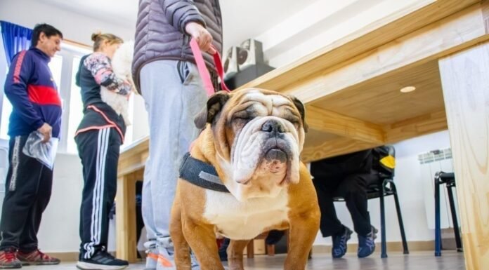 Recomiendan medidas para prevenir el moquillo canino
