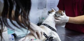 Jornada de vacunación y adopción de mascotas en Río Grande