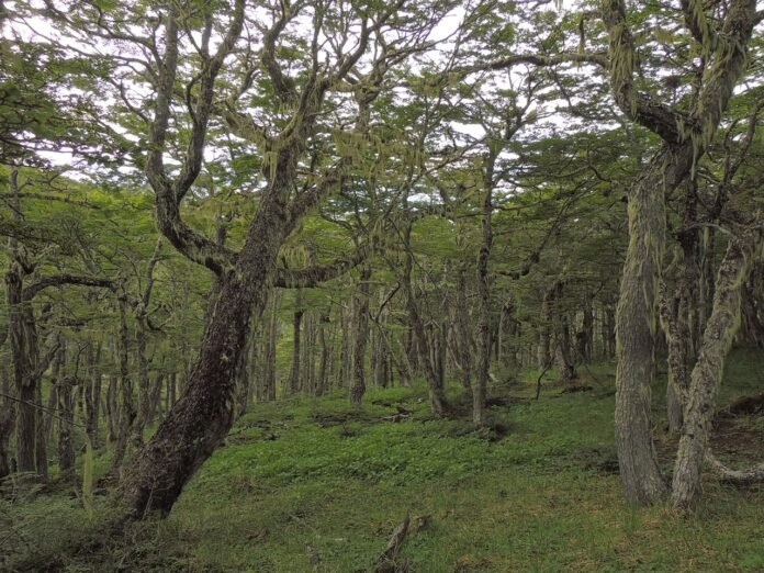 bosque