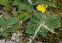 Tierra del Fuego apuesta a la biotecnología para combatir malezas