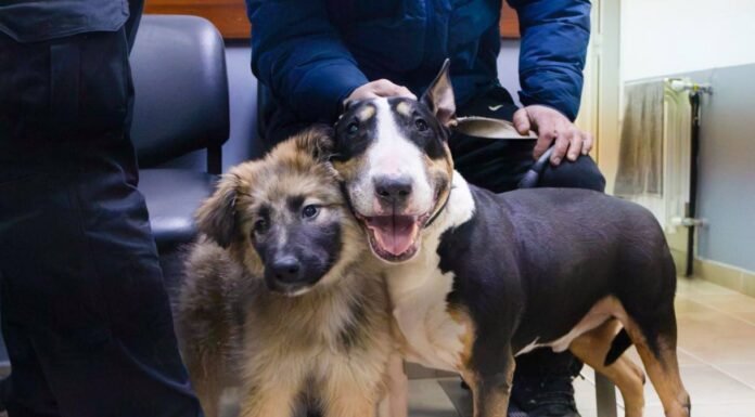 El Municipio brinda consejos para prevenir el moquillo canino